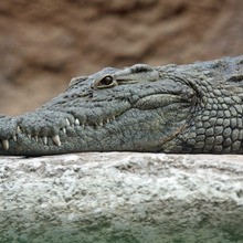 Vidéo sur les crocodiles