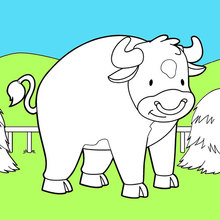 Coloriage : Bull dans son pâturage