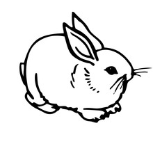 Domestic Rabbit V2