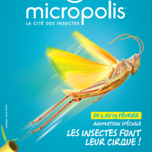 Histoire : Micropolis