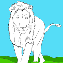 Coloriage : Le lion blanc