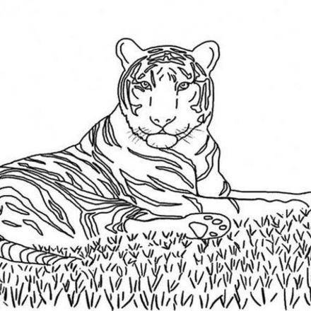 Tigre  Coloriages, Vidéos et Tutoriels, Lire et apprendre, Jeux en